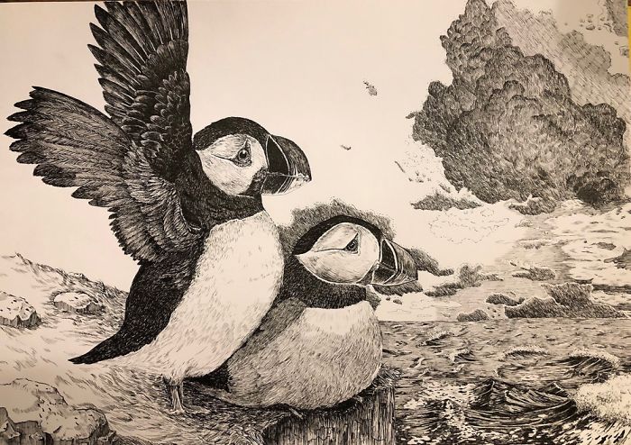 Two Puffins