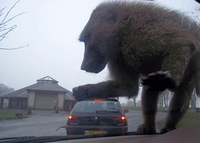 I, For One, Welcome Our New Baboon Overlords