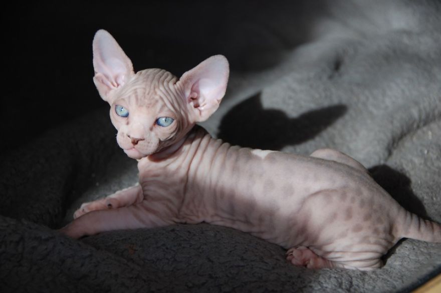Hairless Kittens Or Adorable Little Aliens