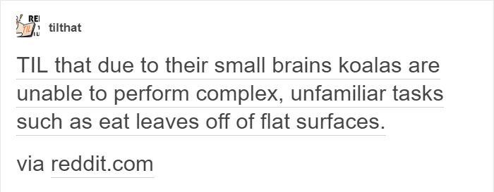 koalas-small-brains-eucalyptus-animals-1