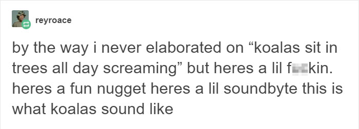 koalas-small-brains-eucalyptus-animals-12