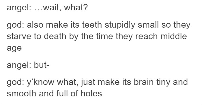 koalas-small-brains-eucalyptus-animals-18