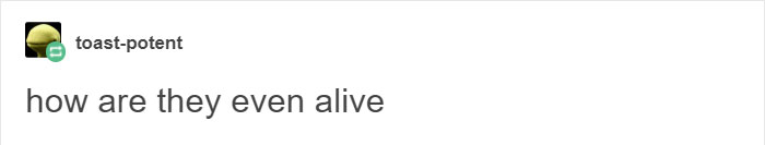 koalas-small-brains-eucalyptus-animals-2