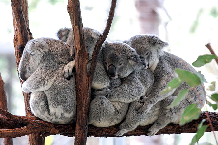 koalas-small-brains-eucalyptus-animals-20