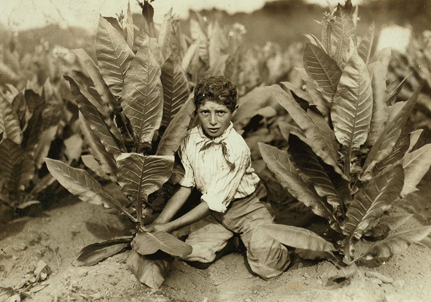 10 Yr. Old Picker On Gildersleeve Tobacco Farm. Location: Gildersleeve, Connecticut