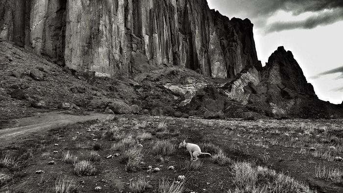 2019 Pooping Dog Calendar Is Here, And It's The Crappiest Calendar We've Ever Seen