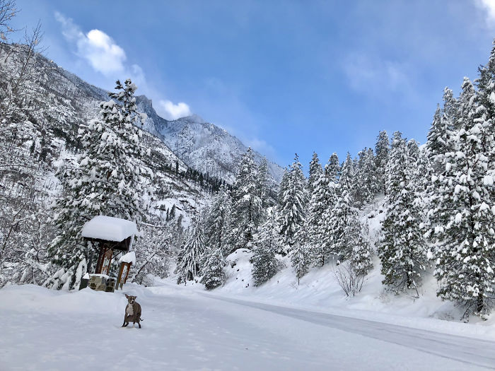 2019 Pooping Dog Calendar Is Here, And It's The Crappiest Calendar We've Ever Seen