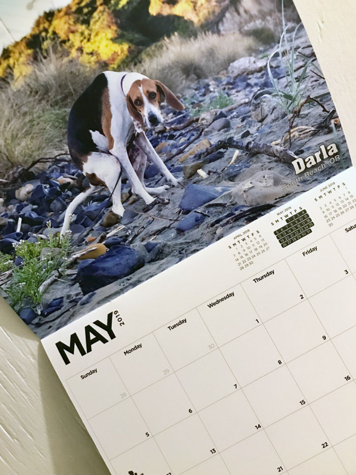2019 Pooping Dog Calendar Is Here, And It's The Crappiest Calendar We've Ever Seen 2019 Pooping Dog Calendar Is Here, And It's The Crappiest Calendar We've Ever Seen