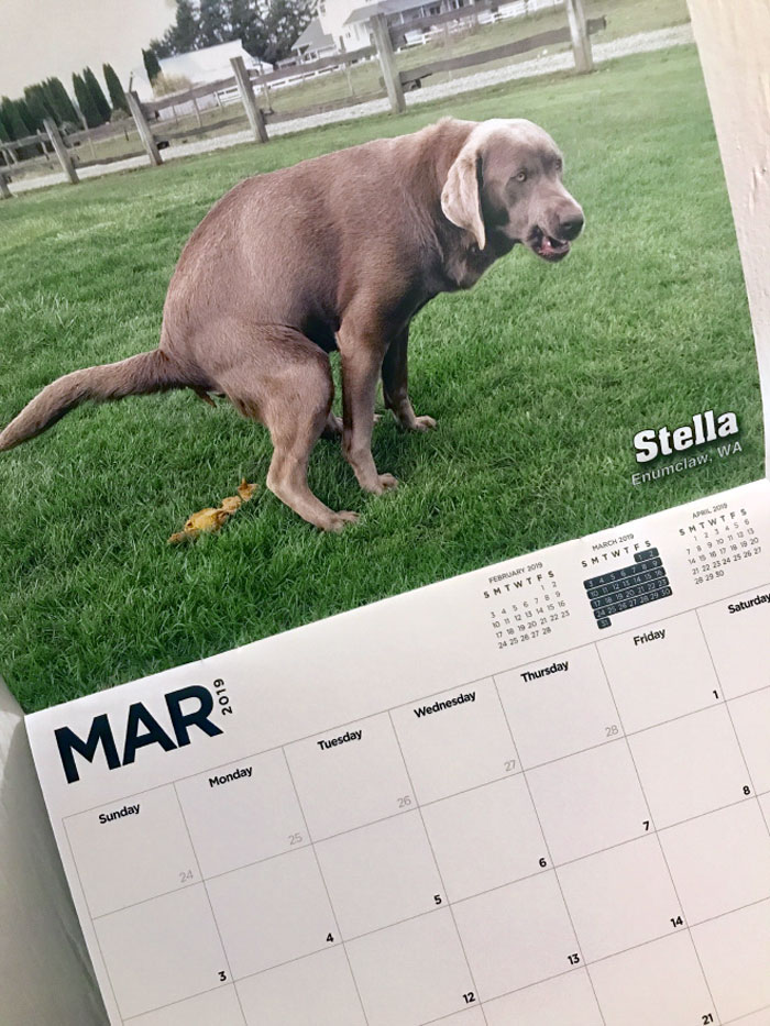2019 Pooping Dog Calendar Is Here, And It's The Crappiest Calendar We've Ever Seen 2019 Pooping Dog Calendar Is Here, And It's The Crappiest Calendar We've Ever Seen
