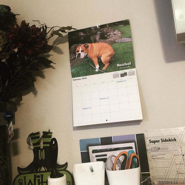 2019 Pooping Dog Calendar Is Here, And It's The Crappiest Calendar We've Ever Seen 2019 Pooping Dog Calendar Is Here, And It's The Crappiest Calendar We've Ever Seen
