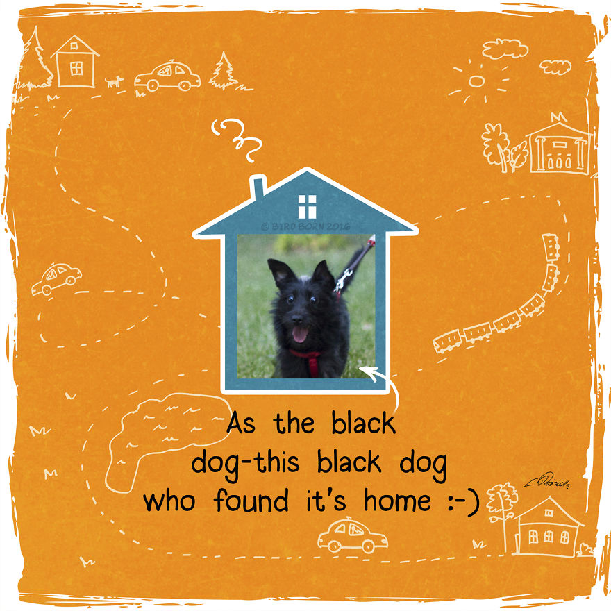 10+ Things That We Realized After Spontaneously Adopting A Dog From A Shelter