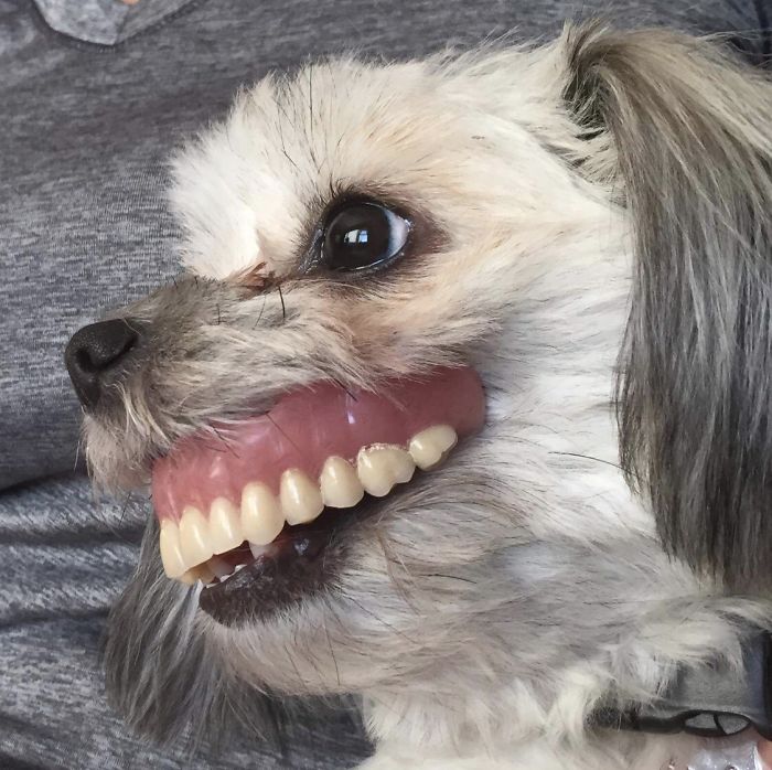 Dog Steals Owner's Dentures While He Sleeps, Hilarity Ensues Dog Steals Owner's Dentures While He Sleeps, Hilarity Ensues