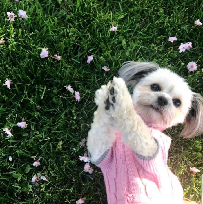 Dog Steals Owner's Dentures While He Sleeps, Hilarity Ensues Dog Steals Owner's Dentures While He Sleeps, Hilarity Ensues