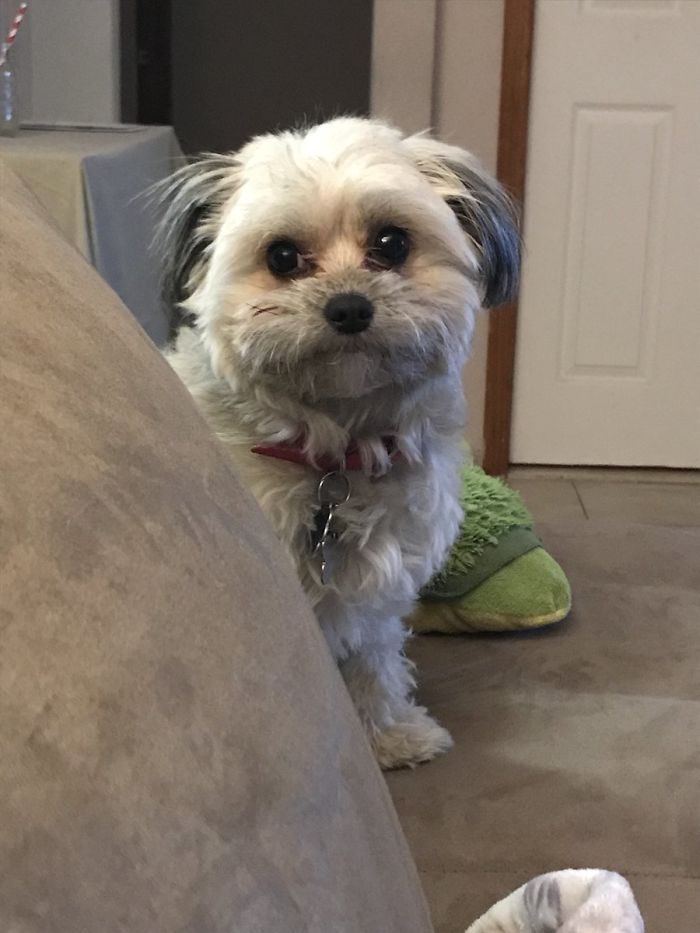 Dog Steals Owner's Dentures While He Sleeps, Hilarity Ensues Dog Steals Owner's Dentures While He Sleeps, Hilarity Ensues