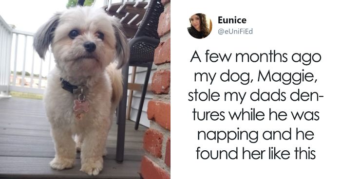 Dog Steals Owner’s Dentures While He Sleeps, Hilarity Ensues