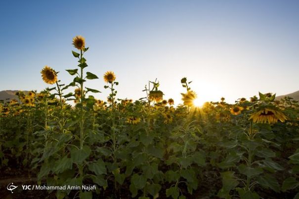Iran’s Beauties In Photos: Sunflower Farms Of Kurdistan