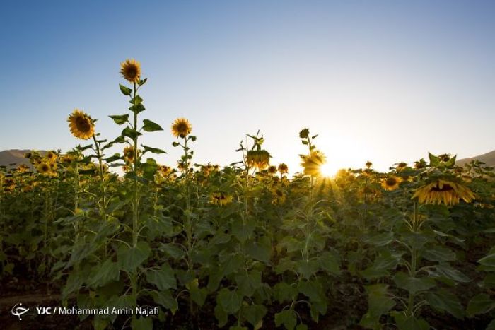 Iran’s Beauties In Photos: Sunflower Farms Of Kurdistan
