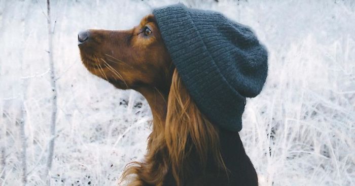 This Human And Dog Love Hiking Together In The Norwegian Wilderness, And Their Pics Are Absolutely Epic