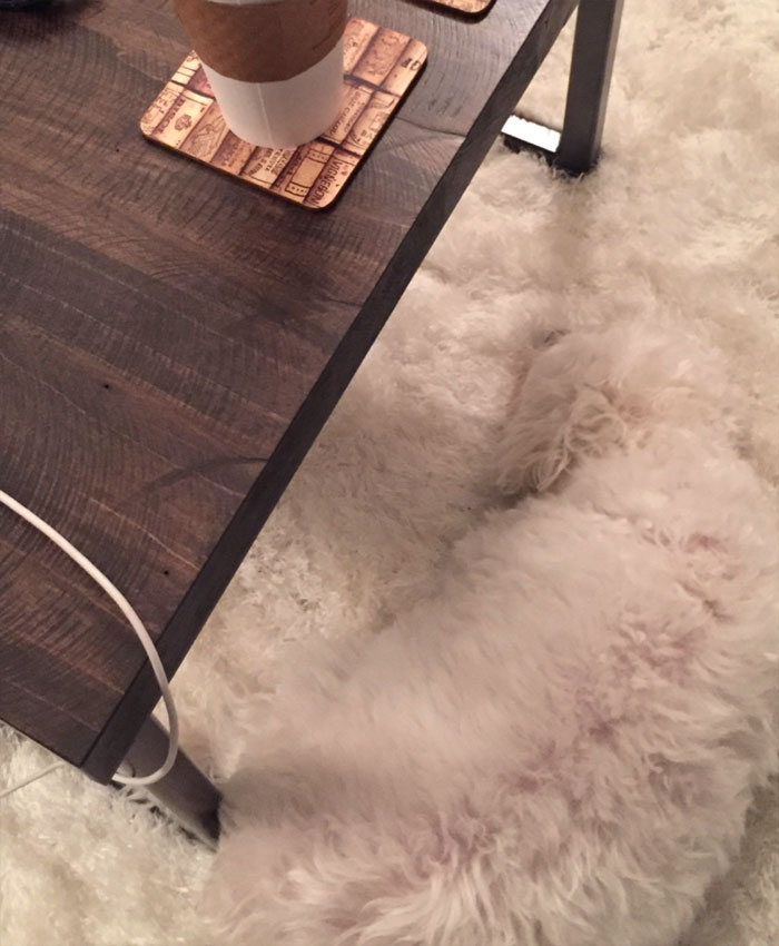 My Dog's Urban Camouflage