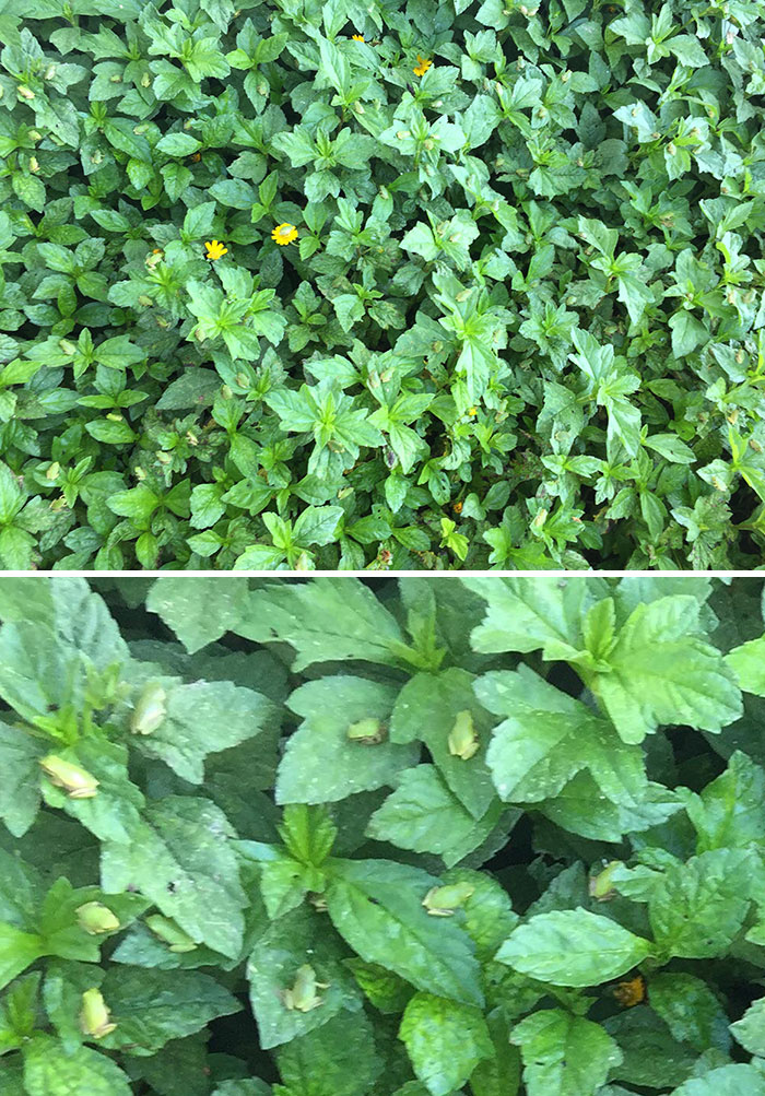 Tons Of Tiny Tree Frogs