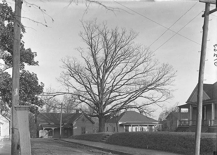 This City Granted The Right For This Tree To Own Itself And It's Brilliant