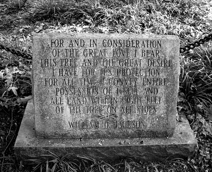 This City Granted The Right For This Tree To Own Itself And It's Brilliant