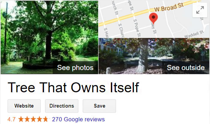 This City Granted The Right For This Tree To Own Itself And It's Brilliant