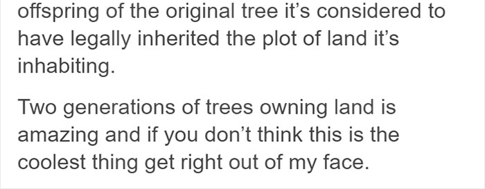 This City Granted The Right For This Tree To Own Itself And It's Brilliant