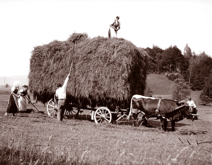 Haying With Oxen, Austria