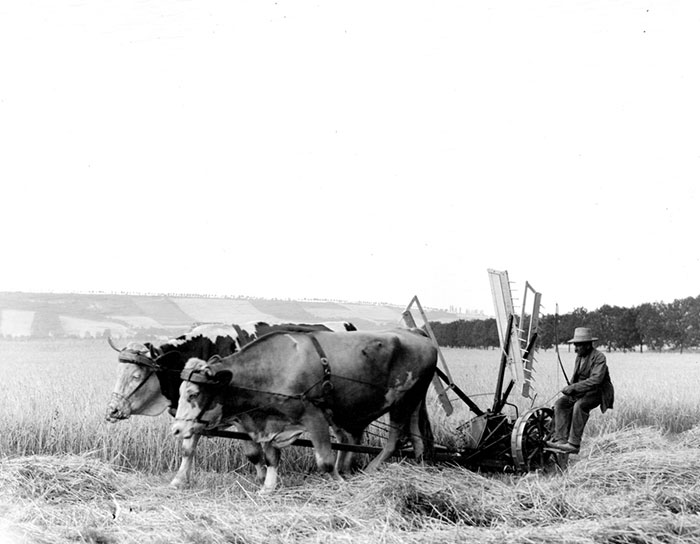 Cutting Hay With Oxen, Germany