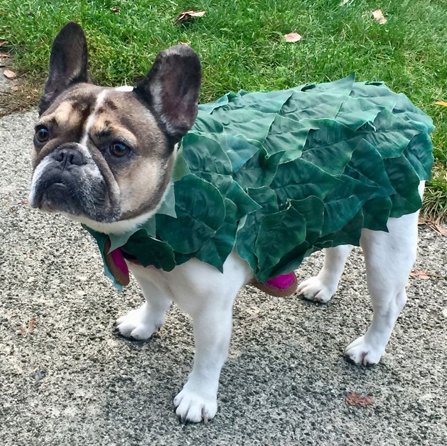 Pearl, The Perfect Rose