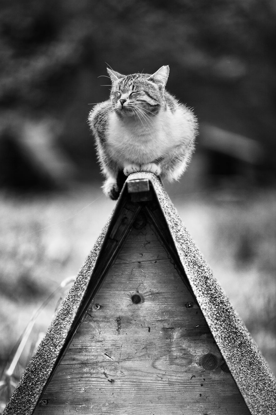 Do Not Disturb - Monorail Nap At The Colony