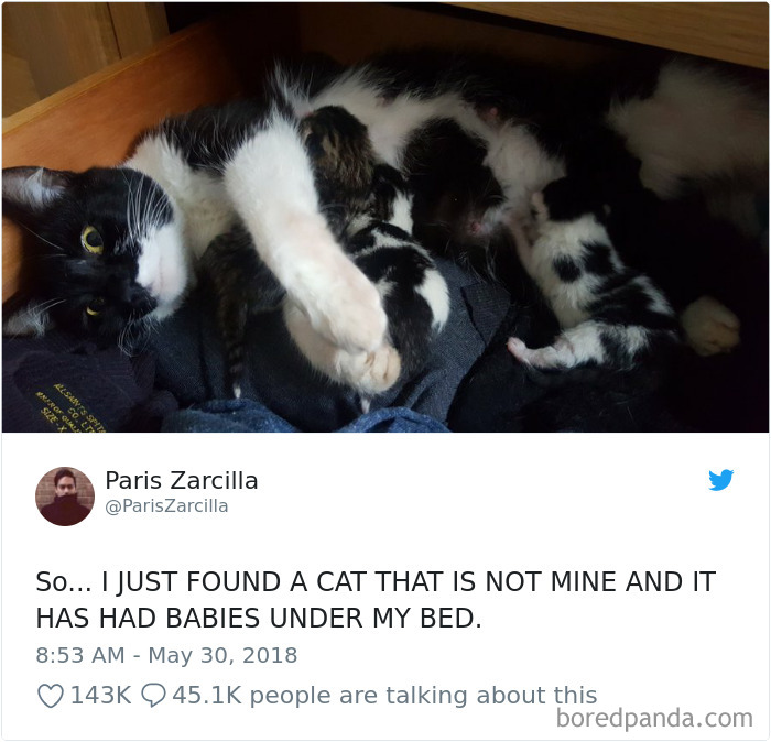 Cat Tweets
