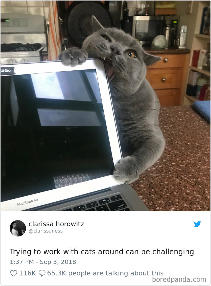 Cat Tweets
