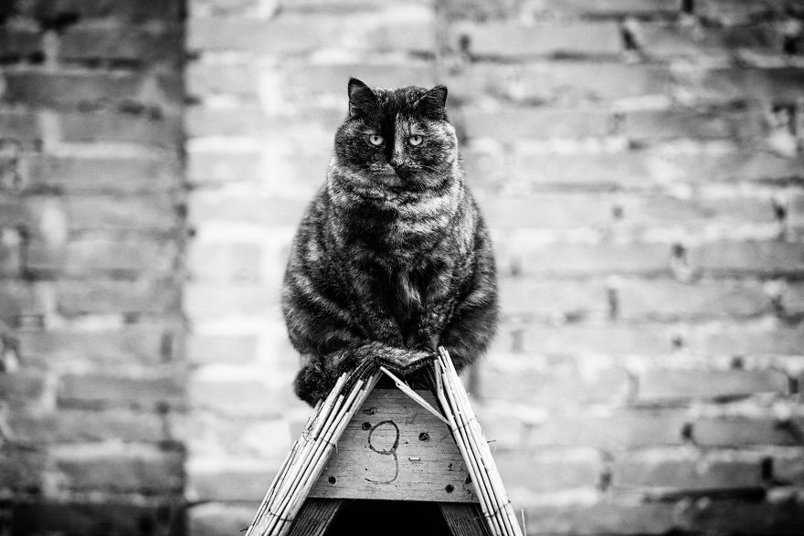 If This Monorail Fits I Sits! Colony Tortie Cat Says