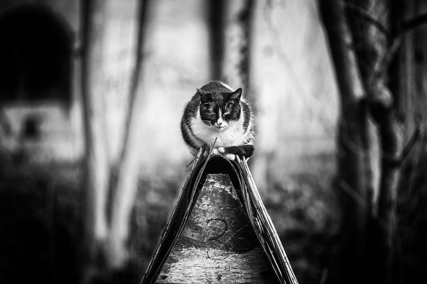 Monorail Cat On Watch At Shelter N.3