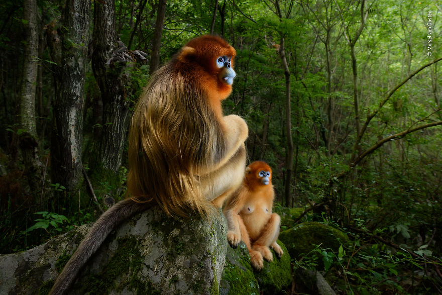 "The Golden Couple" By Marsel Van Oosten, The Netherlands, Grand Title Winner