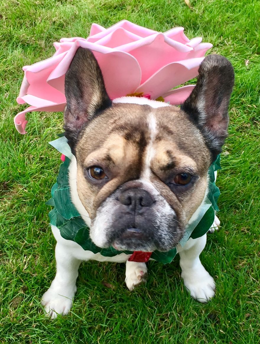 Pearl, The Perfect Rose