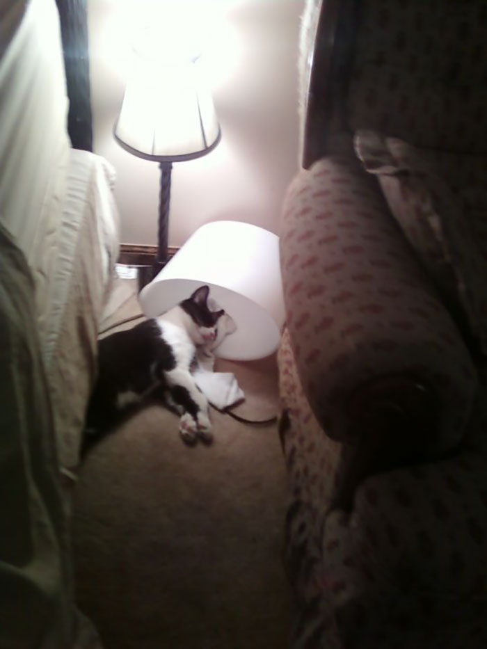 118 Of The Most Unbelievably Smart Things Animals Have Done That Surprised People