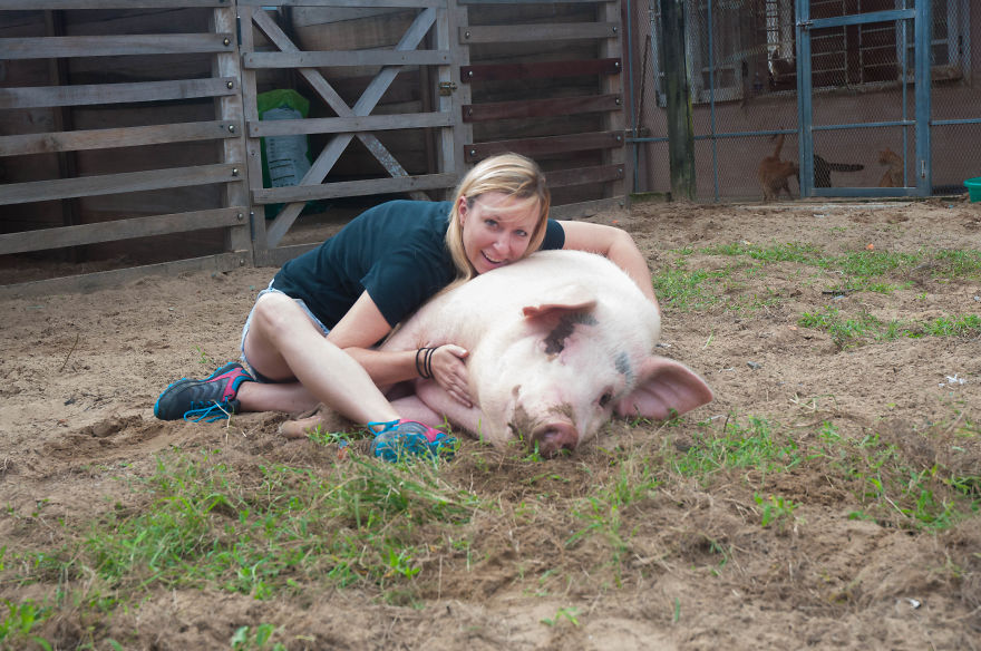 Rescued Pig Living The Good Life In Vietnam