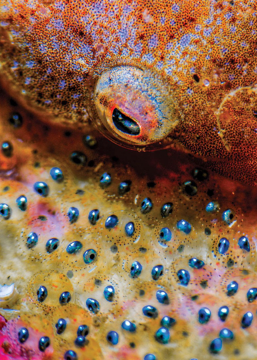 Macro Third Place, Rafael Fernandez Caballero, La Herradura, Spain