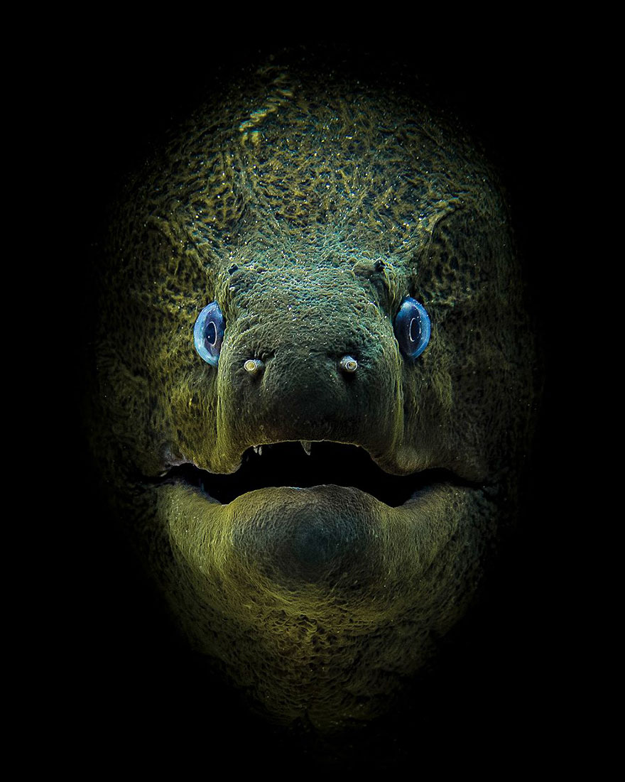 Compact Camera First Place, Jamie Hall, Tiran Island, Red Sea