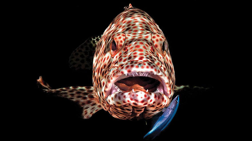 Compact Camera Third Place, Ferenc Lőrincz, Marsa Shagra, Egypt