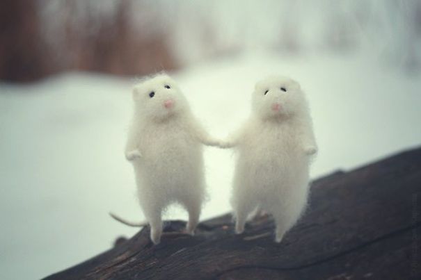 You Will Forgive Them Again And Again: Extremely Cute Mice With A Heartwarming Look