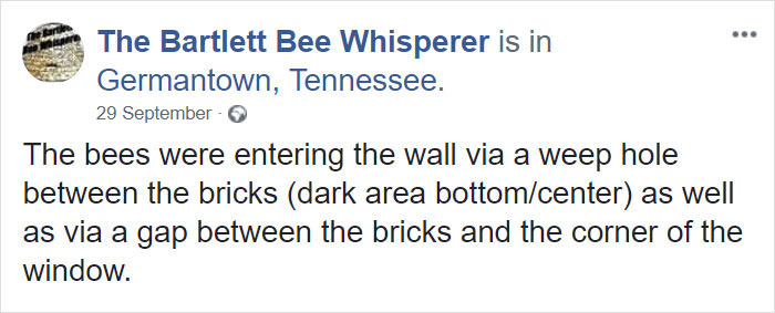 Bee Remover Posts What He Found After Removing The Bricks From A Client's Home, And His Photos Go Viral Bee Remover Posts What He Found After Removing The Bricks From A Client's Home, And His Photos Go Viral