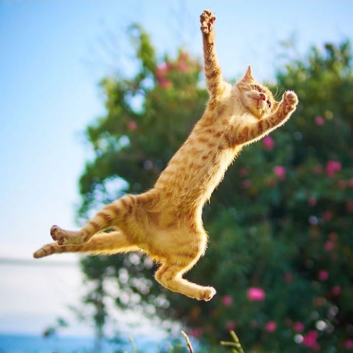 Funny-Dancing-Cats