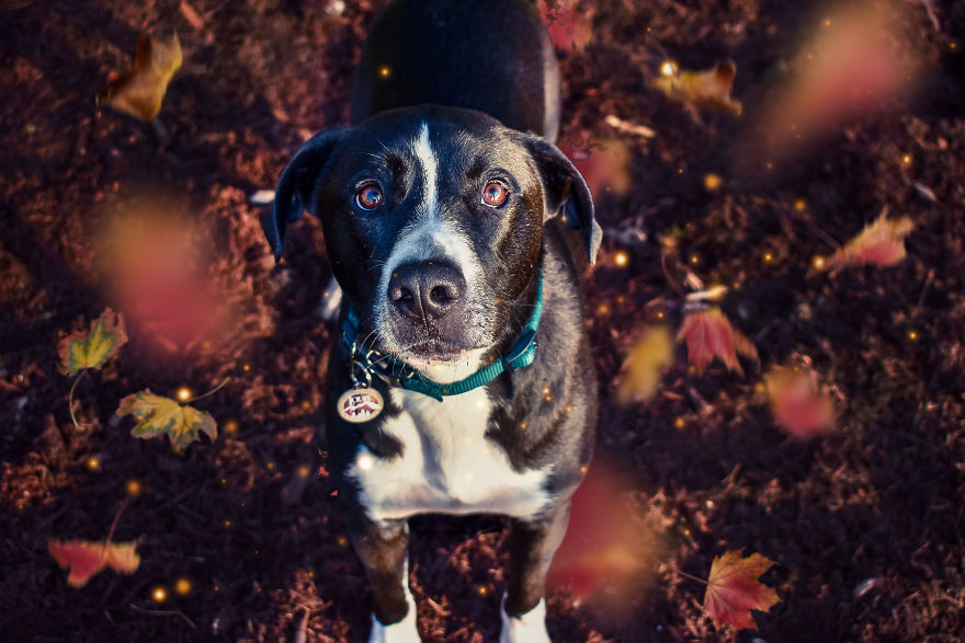 I Make Magical Dog Photo Edits