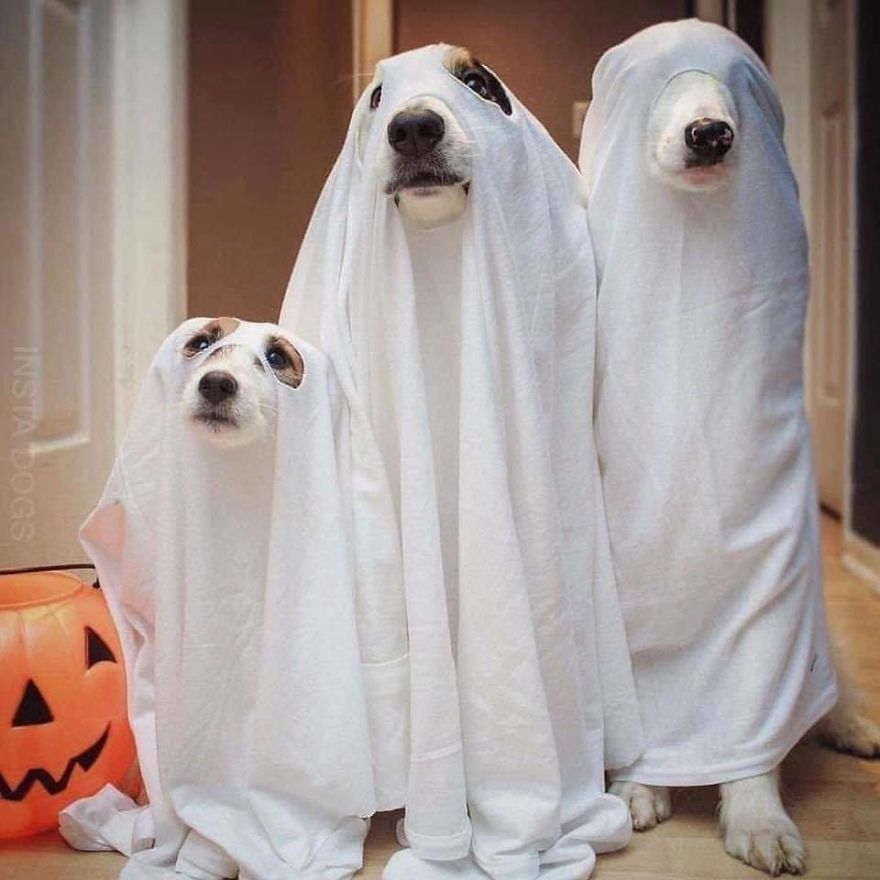 13 Adorable Dogs In Ghost Costumes