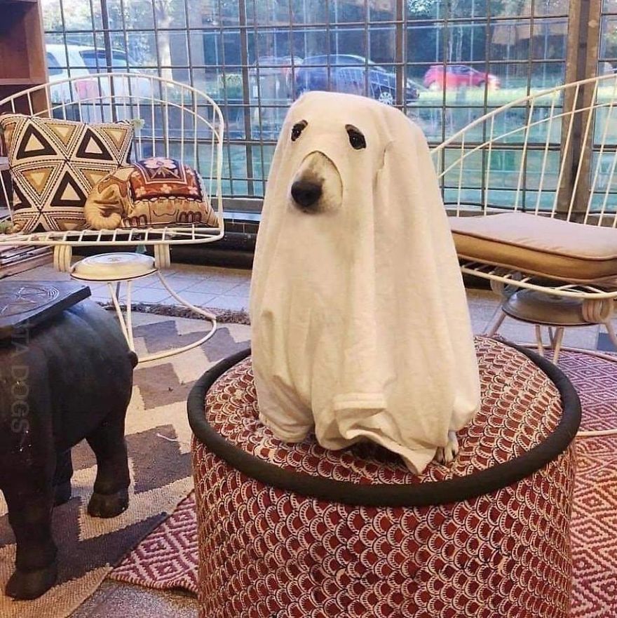 13 Adorable Dogs In Ghost Costumes