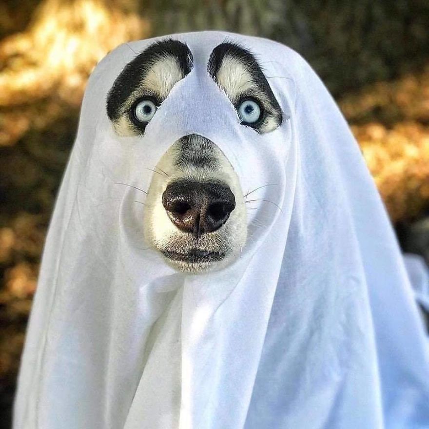 13 Adorable Dogs In Ghost Costumes